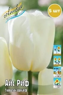 Тюльпан Айс Риф 1шт (КолЛайн) 7шт/уп