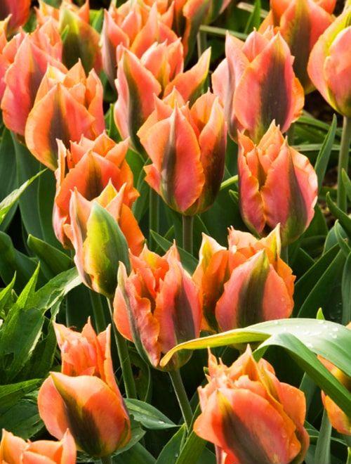 Тюльпан Артист 1шт (КолЛайн) 10шт/уп