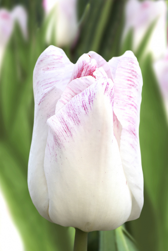 Тюльпан Киоко Такахаши 11/12 1шт (Садовита) 10шт/уп