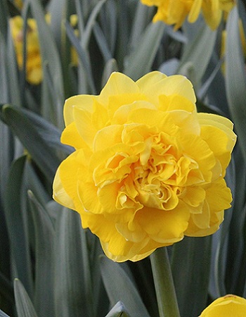 Нарцисс Истертайд 12/14 1шт (КолЛайн) 3шт/уп