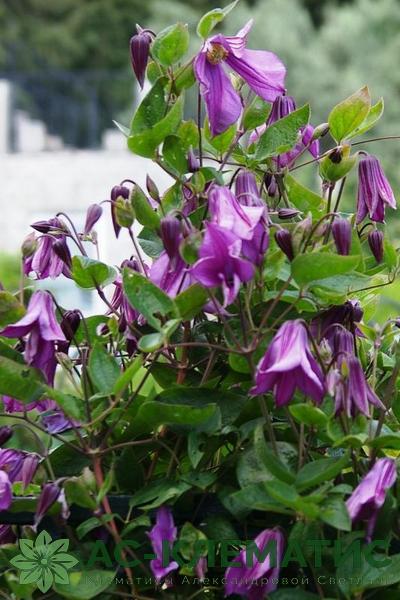 Клематис Память Сердца Р9 1шт (КолЛайн)