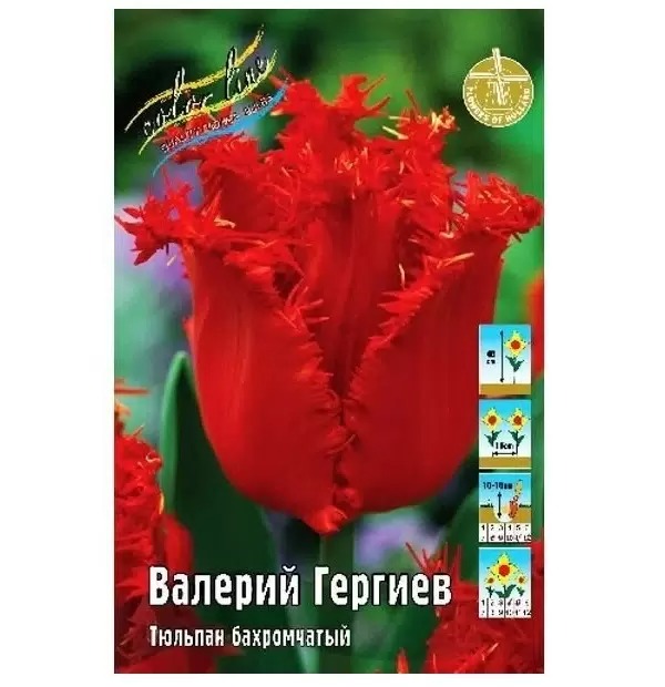Тюльпан Валерий Гергиев 1шт (КолЛайн) 8шт/уп бахром.