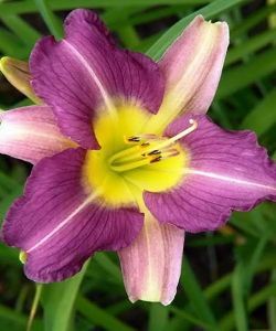 Лилейник Блю Шин 1шт (КолЛайт)