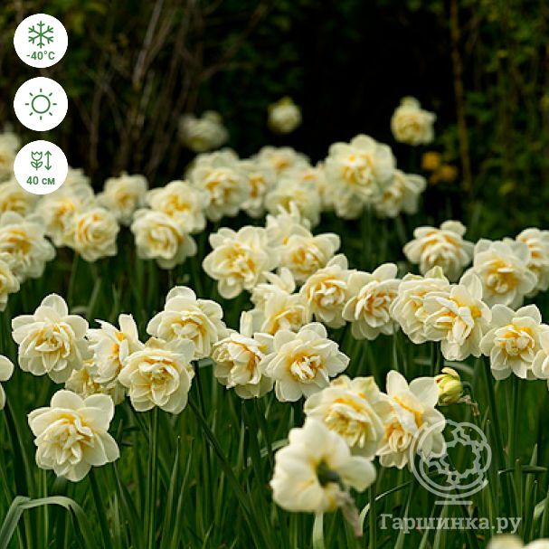 Нарцисс Мэнли 12/14 1шт (КолЛайн) 5шт/уп махровый