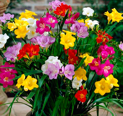 Фрезия Смесь Простая 1шт (КолЛайн) 5шт/уп