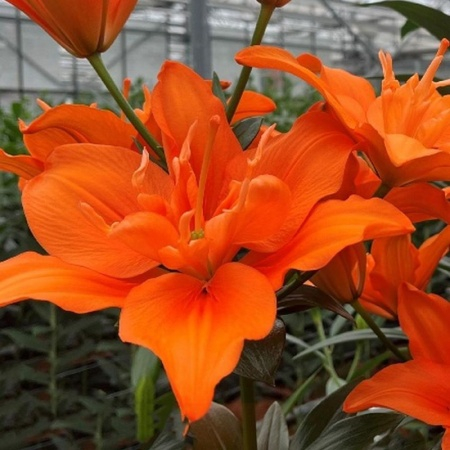 Лилия Алани 1шт (КолЛайн) 2шт/уп