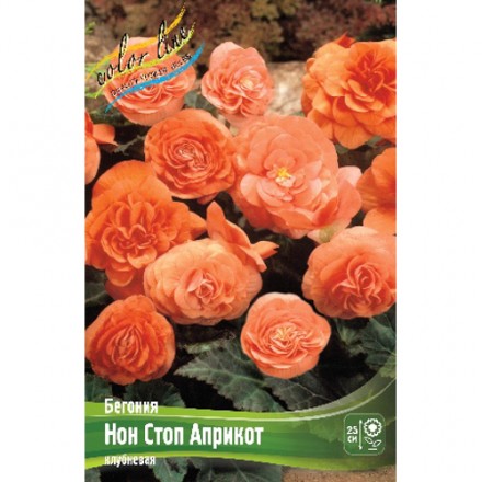 Бегония Нон стоп Априкот 1шт (КолЛайн) 3шт/уп