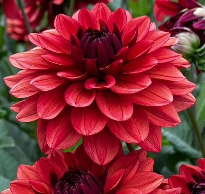 Георгина Миссис Милли 1шт (КолЛайн)