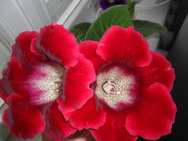 Глоксиния Руа де Руж 1шт (КолЛайн) 2шт/уп