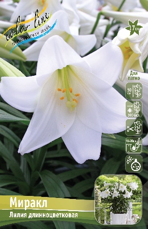 Лилия Миракл 12/14 1шт (КолЛайн) 2шт/уп