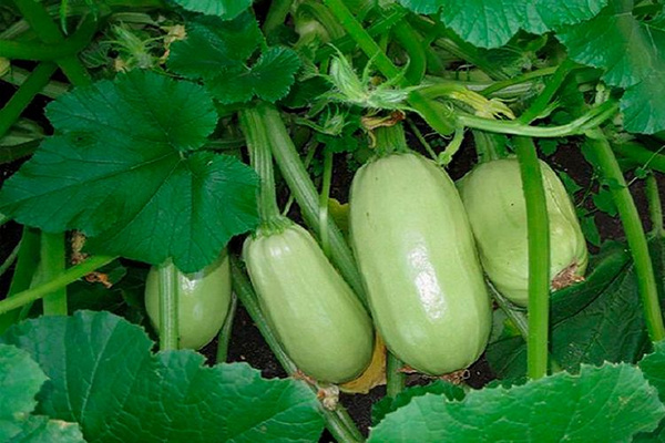 Кабачок Грибовский 37 1кг (ПрСидс)