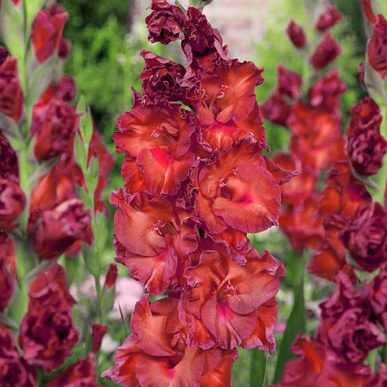 Гладиолус Бимбо 10/12 1шт КолЛайн (8шт/уп)