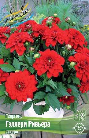 Георгина Гэллери Ривьера 1шт (КолЛайн)