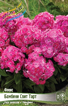 Флокс Бамбини Свит Тарт 1шт (КолЛайн) 2шт/уп