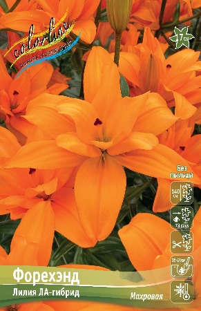 Лилия Форехэнд 12/14 1шт (КолЛайн) 5шт/уп