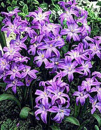 Хионодокса Виолет Бьюти 5/+ 1шт (КолЛайн) 10шт/уп