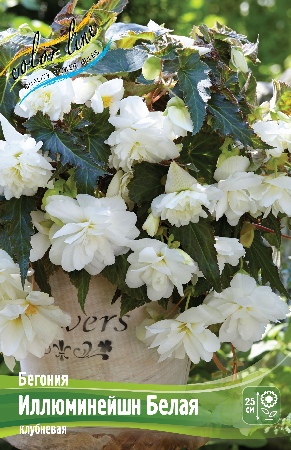 Бегония Иллюминейшн Белая 1шт (КолЛайн) 3шт/уп
