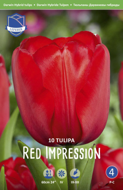 Тюльпан Рэд Импрешшн 1шт (КолЛайн) 10шт/уп