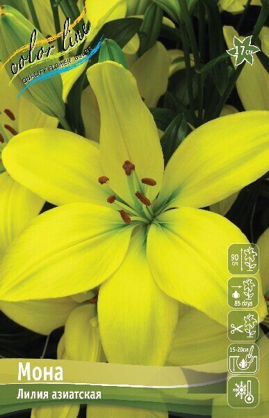 Лилия Мона 12/14 1шт (КолЛайн) 7шт/уп