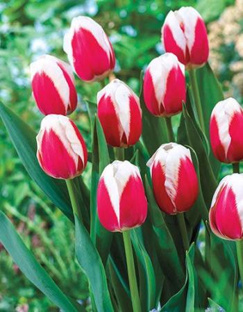 Тюльпан Датч Дизайн 11/12 1шт (Садовита) 10шт/уп