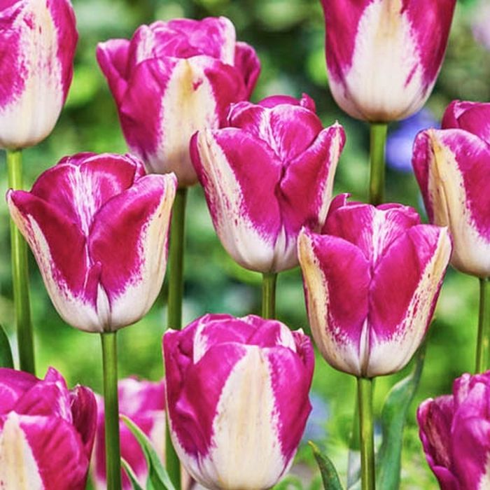 Тюльпан Кьюриосити 11/12 1шт (КолЛайн) 10шт/уп