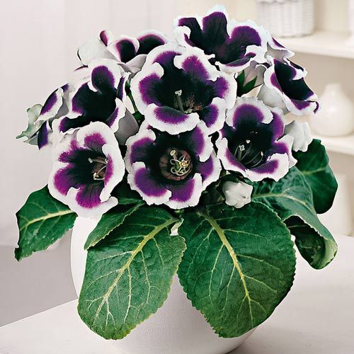 Глоксиния Кайзер Вильгельм 1шт 5/6 (Садовита) 2шт/уп 