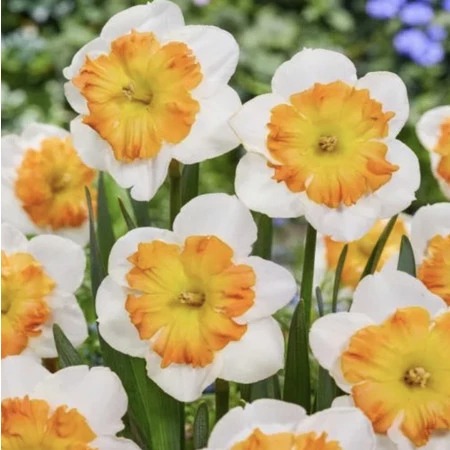 Нарцисс Зинзи 12/14 1шт (КолЛайн) 5 шт/уп	