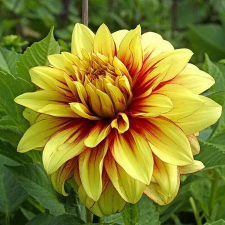 Георгина Даззлинг Сан 1шт (КолЛайн)