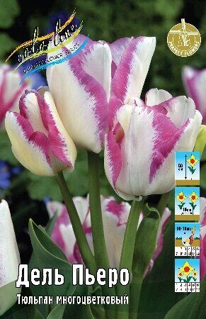 Тюльпан Дель Пьеро 1шт (КолЛайн) 7шт/уп многоцветковый 