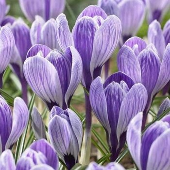 Крокус Кинг Оф Зе Страйпед 7/8 1шт (Садовита) 10шт/уп