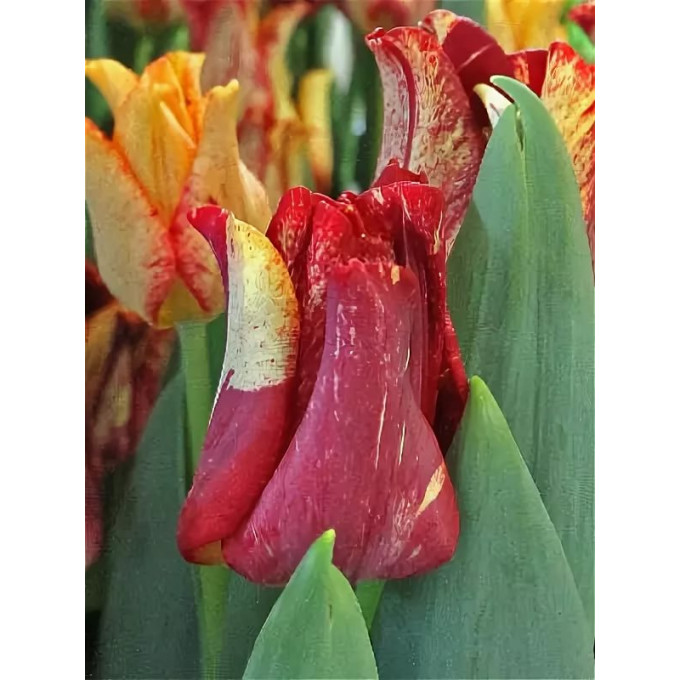 Тюльпан Стрипед Дресс 1шт (КолЛайн) 7шт/уп