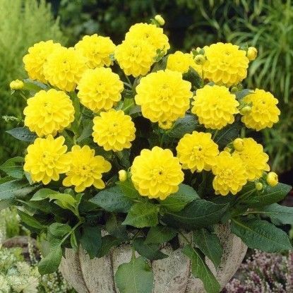 Георгина Сиса 1шт (КолЛайн)