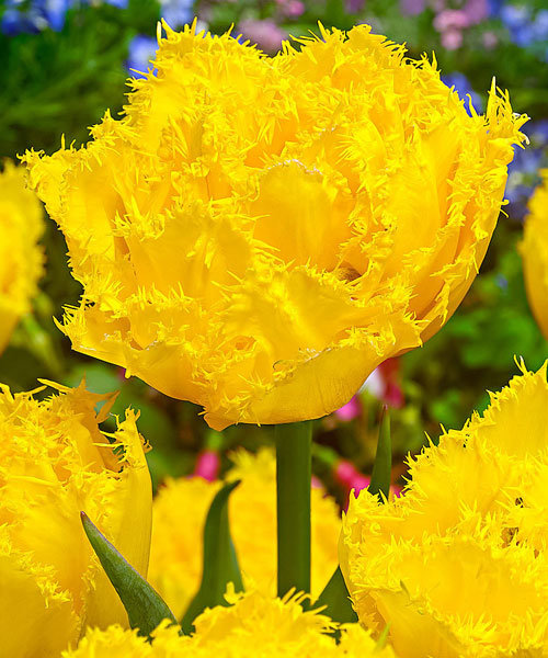 Тюльпан Мон Амур 1шт (КолЛайн) 5шт/уп 