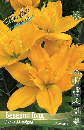 Лилия Беверли Голд 12/14 1шт (КолЛайн) 2шт/уп