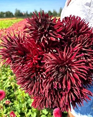 Георгина Блэк Нарциссус 1шт (КолЛайн)