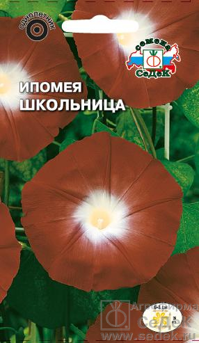 Ипомея Школьница 0,5г ц/п (Седек)