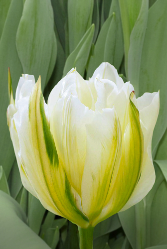 Тюльпан Экзотик Эмпериор 1шт (Садовита) 10шт/уп