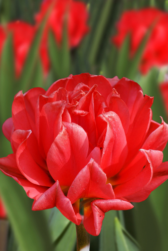 Тюльпан Дабл Торонто 11/12 1шт (Садовита) 8шт/уп