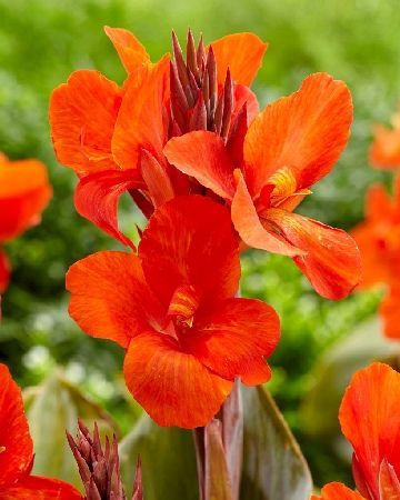 Канна Корейл 1шт (КолЛайн) 2шт/уп