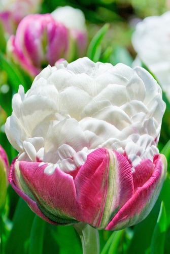 Тюльпан Айс Крим 11/12 1шт (Садовита) 2шт/уп