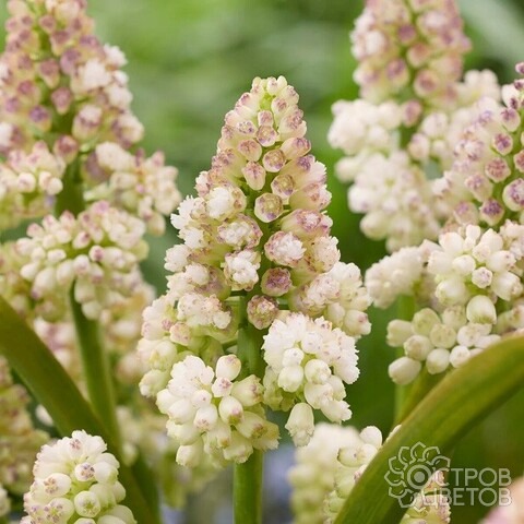 Мускари Леди Мадонна 1шт (КолЛайн)10шт/уп