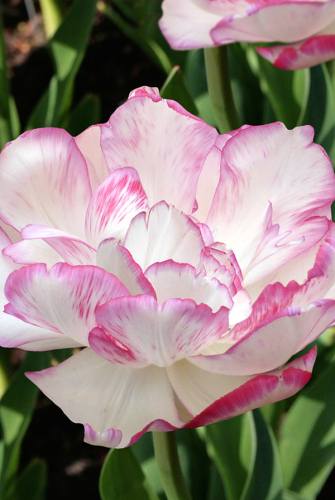 Тюльпан Белиция 1шт (Садовита) 7шт/уп дв.эффект