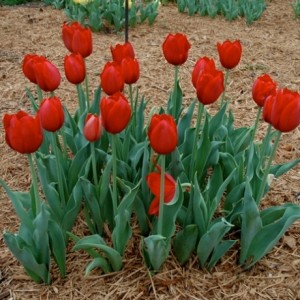 Тюльпан Кингзбланд 1шт (КолЛайн) 10шт/уп 