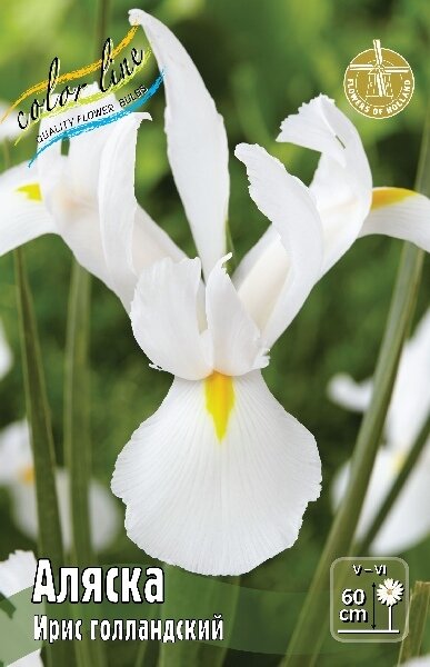 Ирис голландский Аляска 8/9 1шт (КолЛайн) 5шт/уп