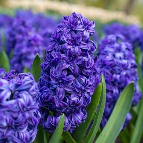 Гиацинт Манхэттен 14/15 1шт (КолЛайн) 2шт/уп