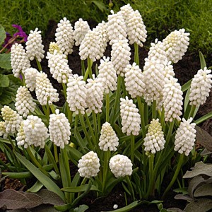 Мускари Уайт Мэджик 1шт (КолЛайн) 5шт/уп