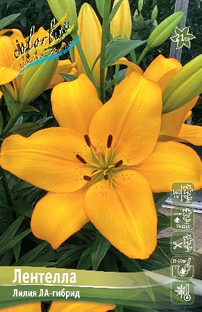 Лилия Лентелла 12/14 1шт (КолЛайн) 7шт/уп