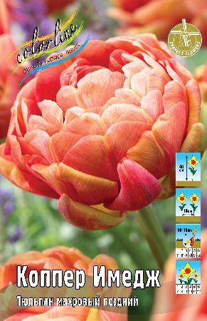 Тюльпан Коппер Имедж 1шт (КолЛайн) 3шт/уп