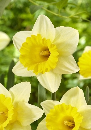 Нарцисс Гоблет 12/14 1шт (КолЛайн) 5шт/уп