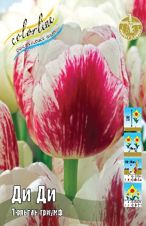 Тюльпан Ди Ди 1шт (КолЛайн) 3шт/уп 
